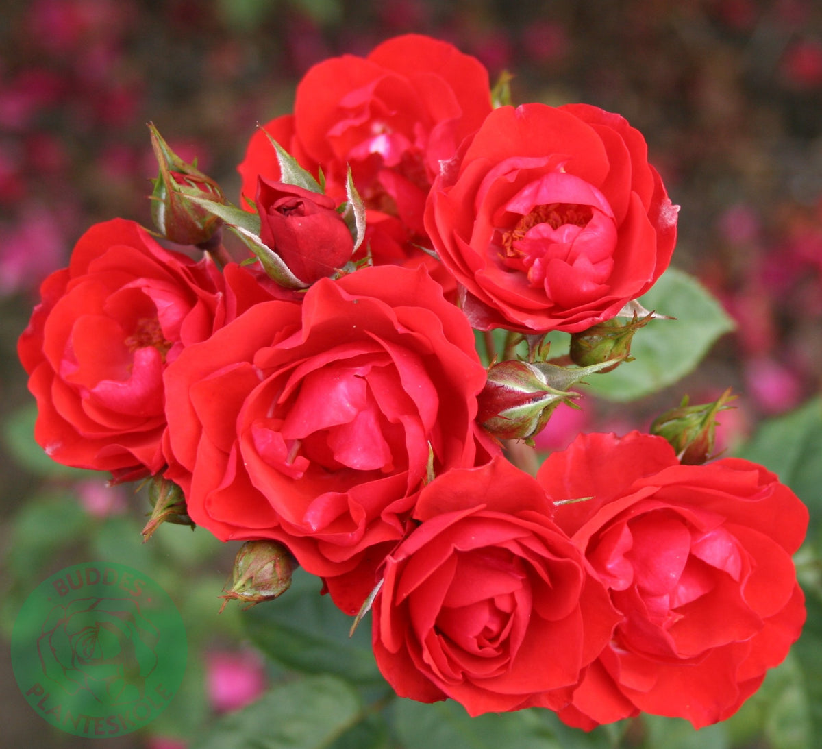 Rosa ALLOTRIA
