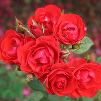 Rosa ALLOTRIA