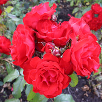 Rosa ALLOTRIA