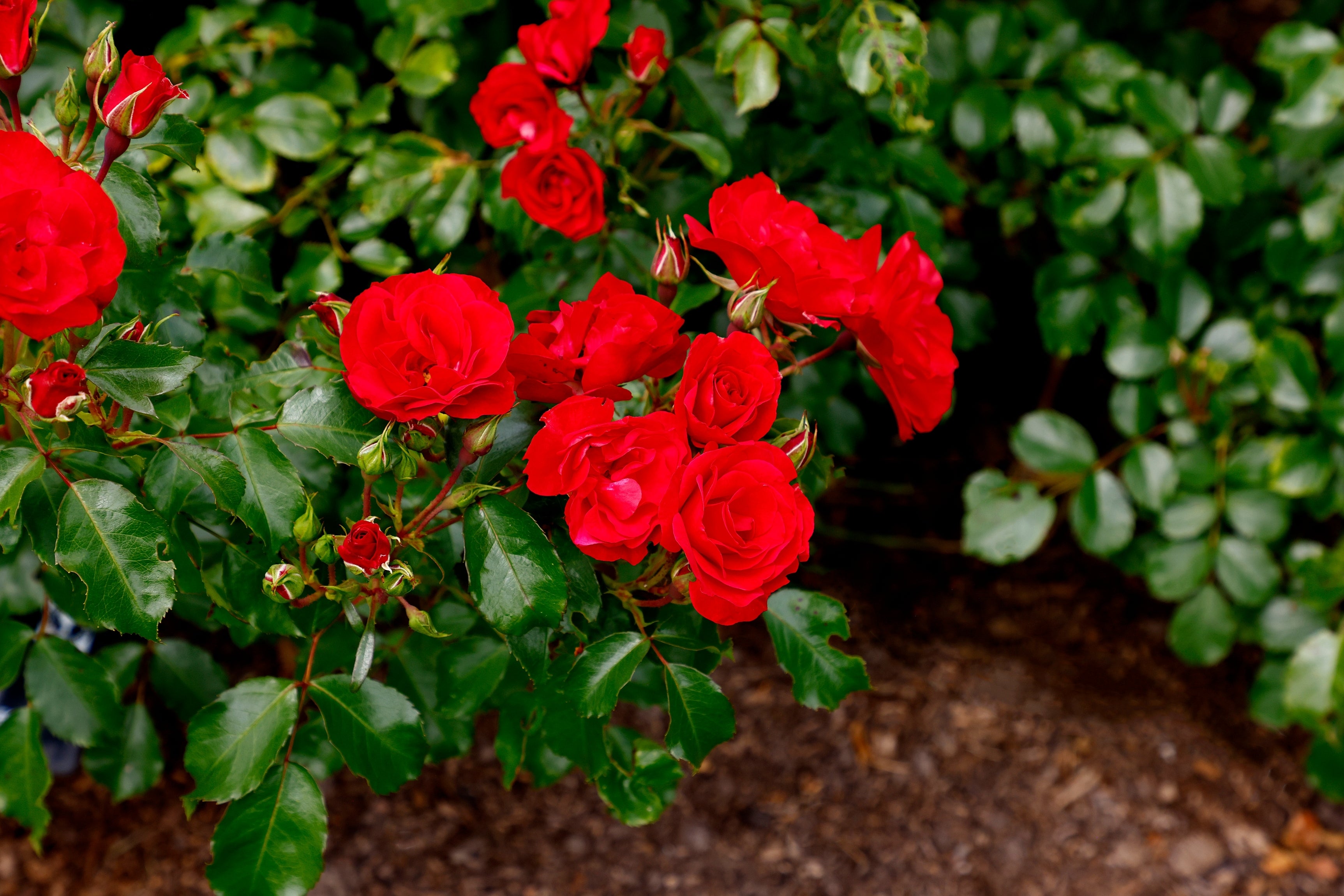 Rosa ALLOTRIA