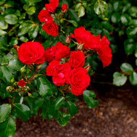 Rosa ALLOTRIA