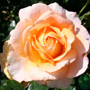 Rosa BITTEN CLAUSEN (Scented Memory)