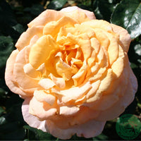 Rosa BITTEN CLAUSEN (Scented Memory)