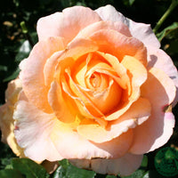 Rosa BITTEN CLAUSEN (Scented Memory)