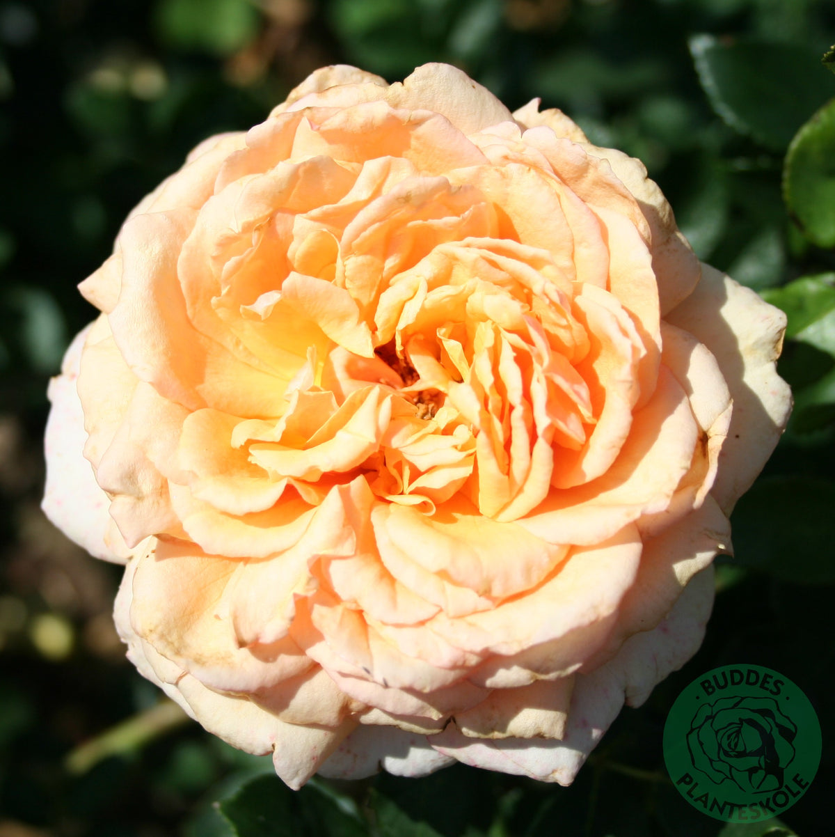 Rosa CARL NIELSEN