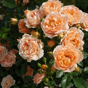 Rosa CARL NIELSEN