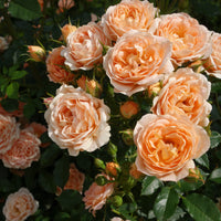 Rosa CARL NIELSEN