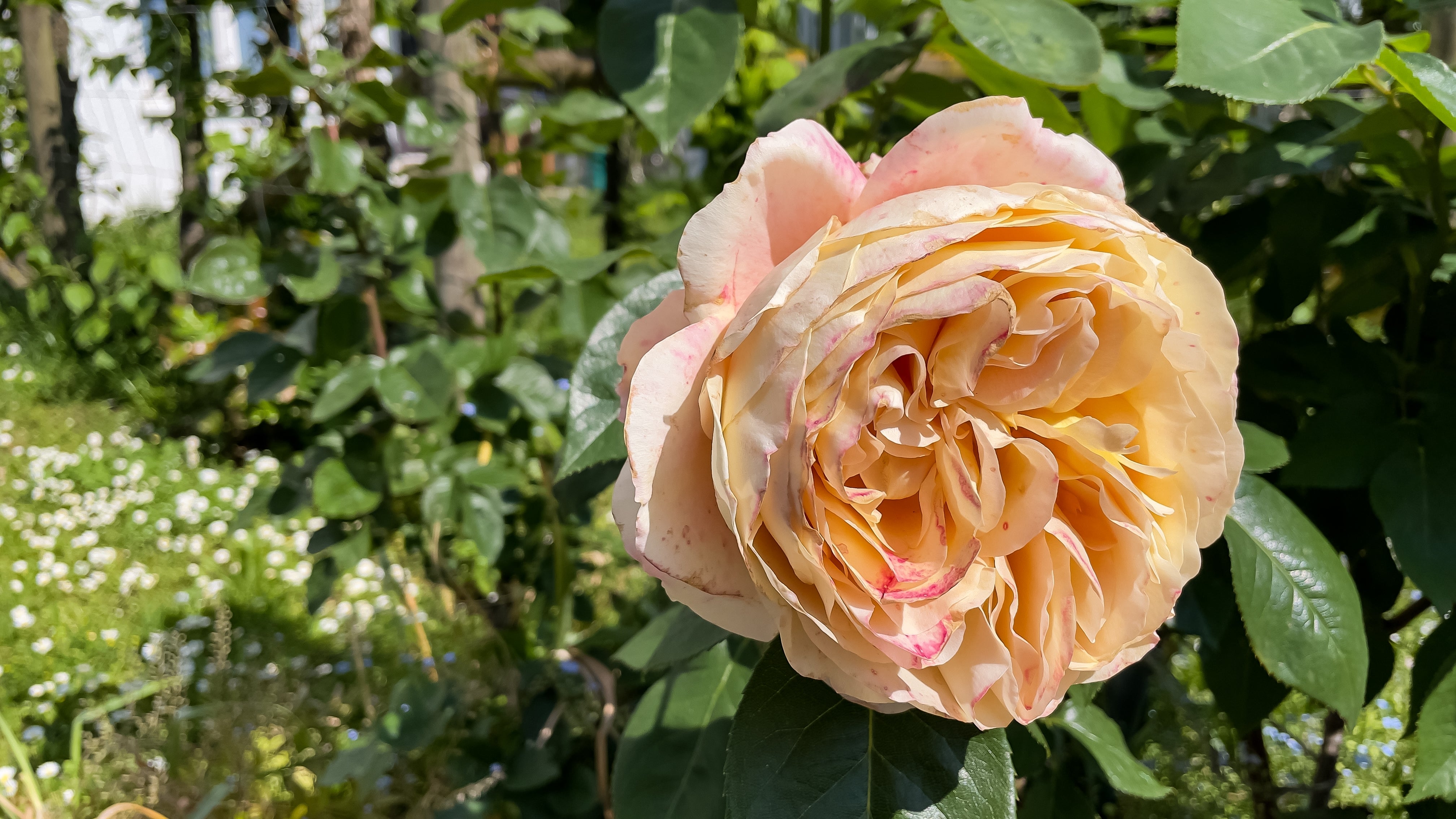 Rosa CARL NIELSEN