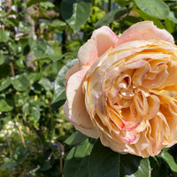 Rosa CARL NIELSEN