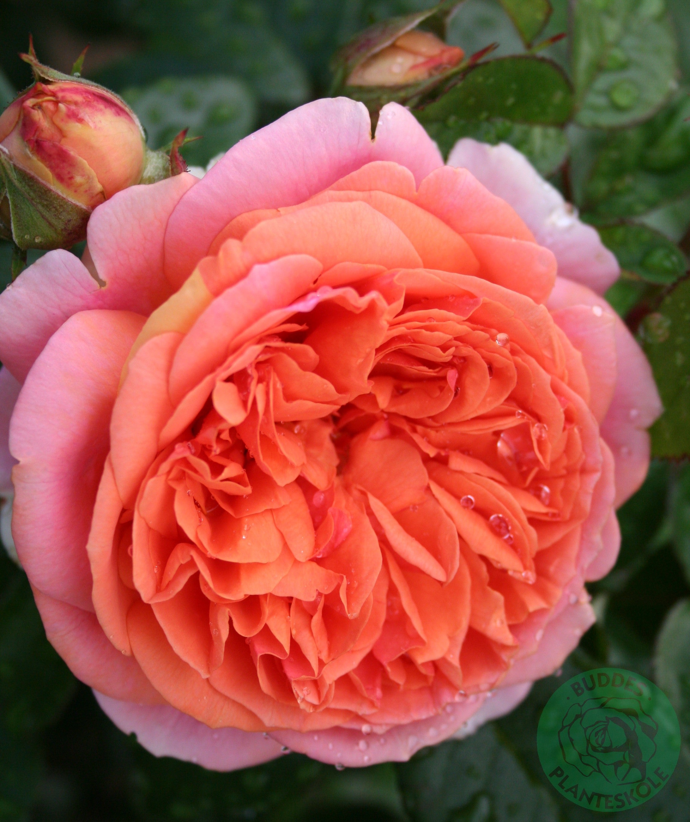 Rosa CHIPPENDALE®