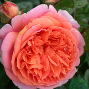 Rosa CHIPPENDALE®
