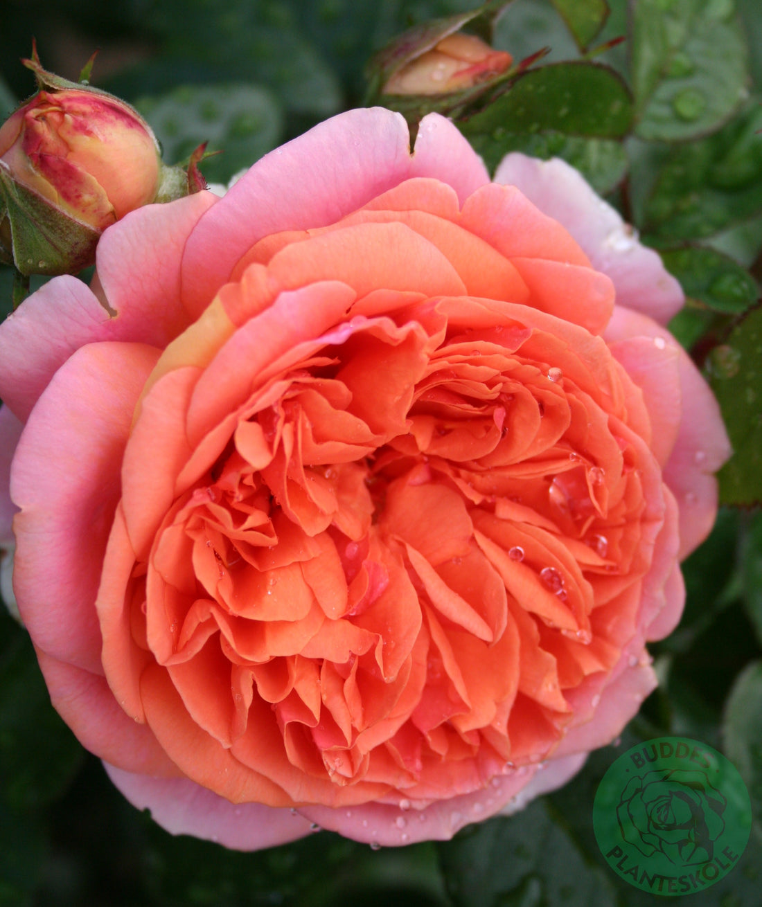 Rosa CHIPPENDALE®