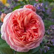 Rosa CHIPPENDALE®