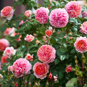Rosa CHIPPENDALE®