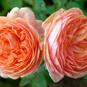 Rosa CHIPPENDALE®