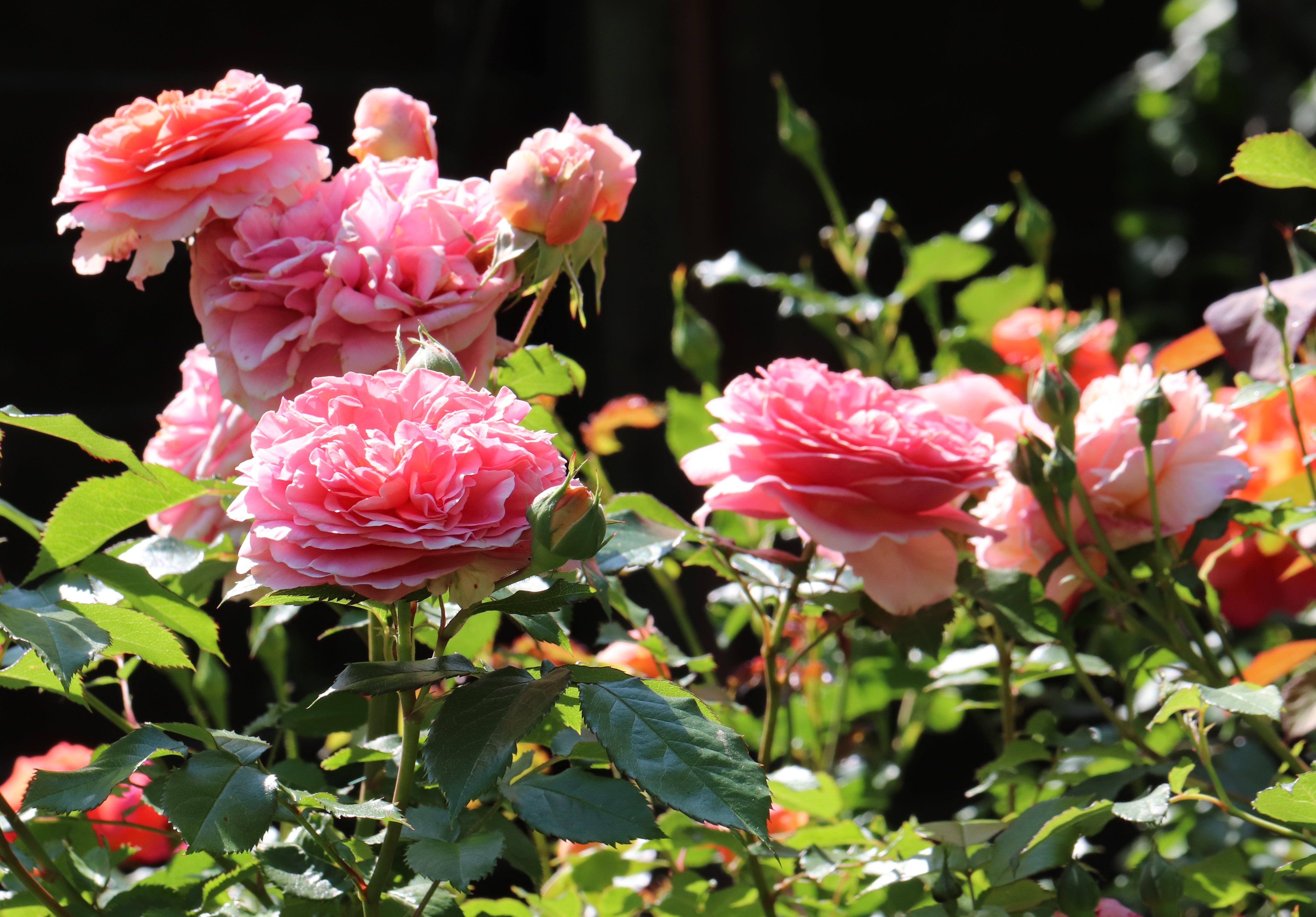 Rosa CHIPPENDALE®