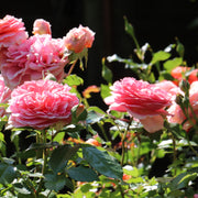 Rosa CHIPPENDALE®