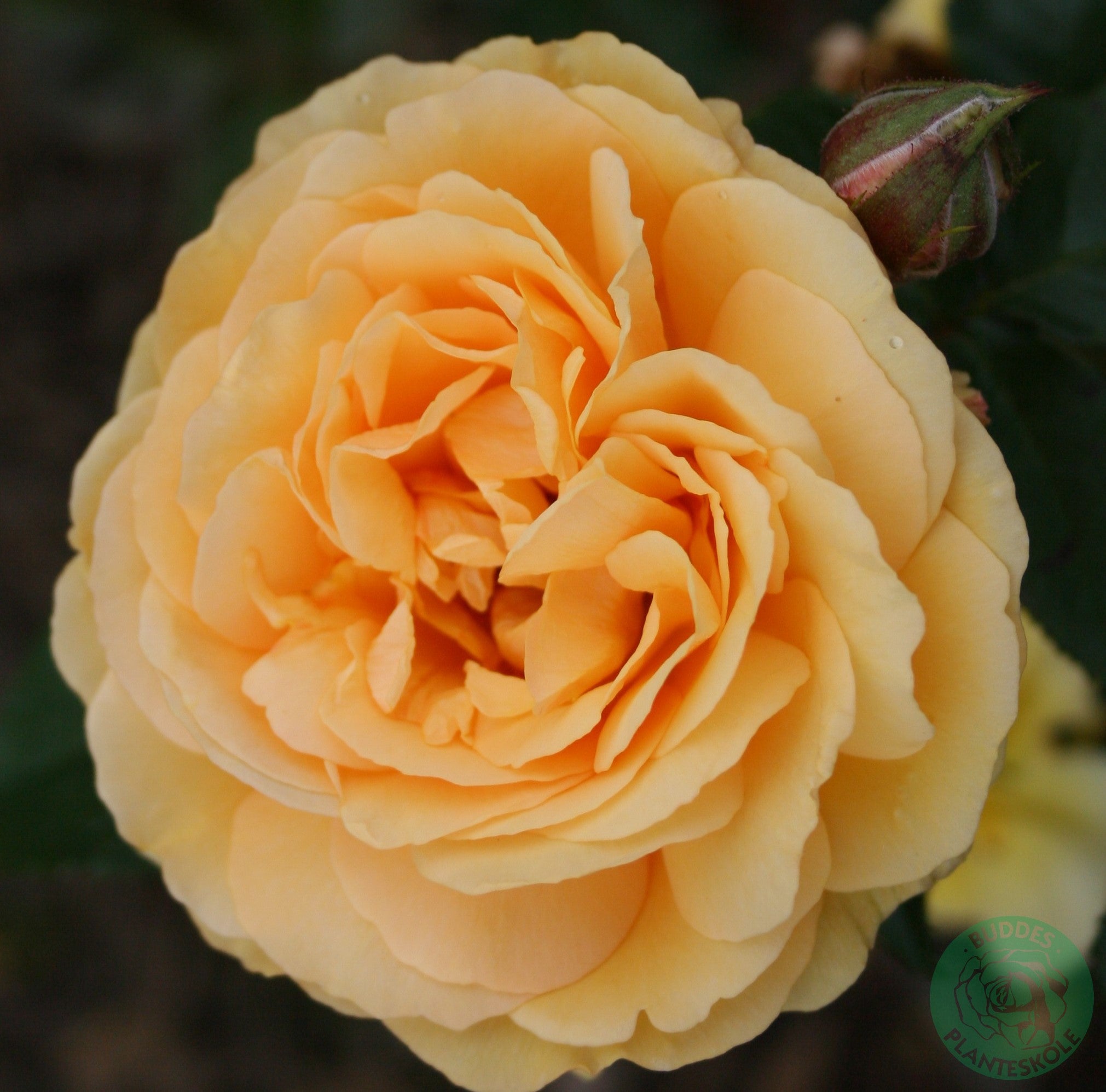 Rosa AMBER QUEEN