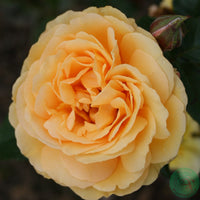 Rosa AMBER QUEEN
