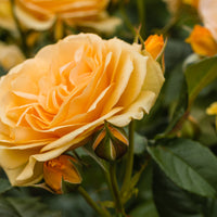 Rosa AMBER QUEEN