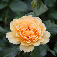 Rosa AMBER QUEEN