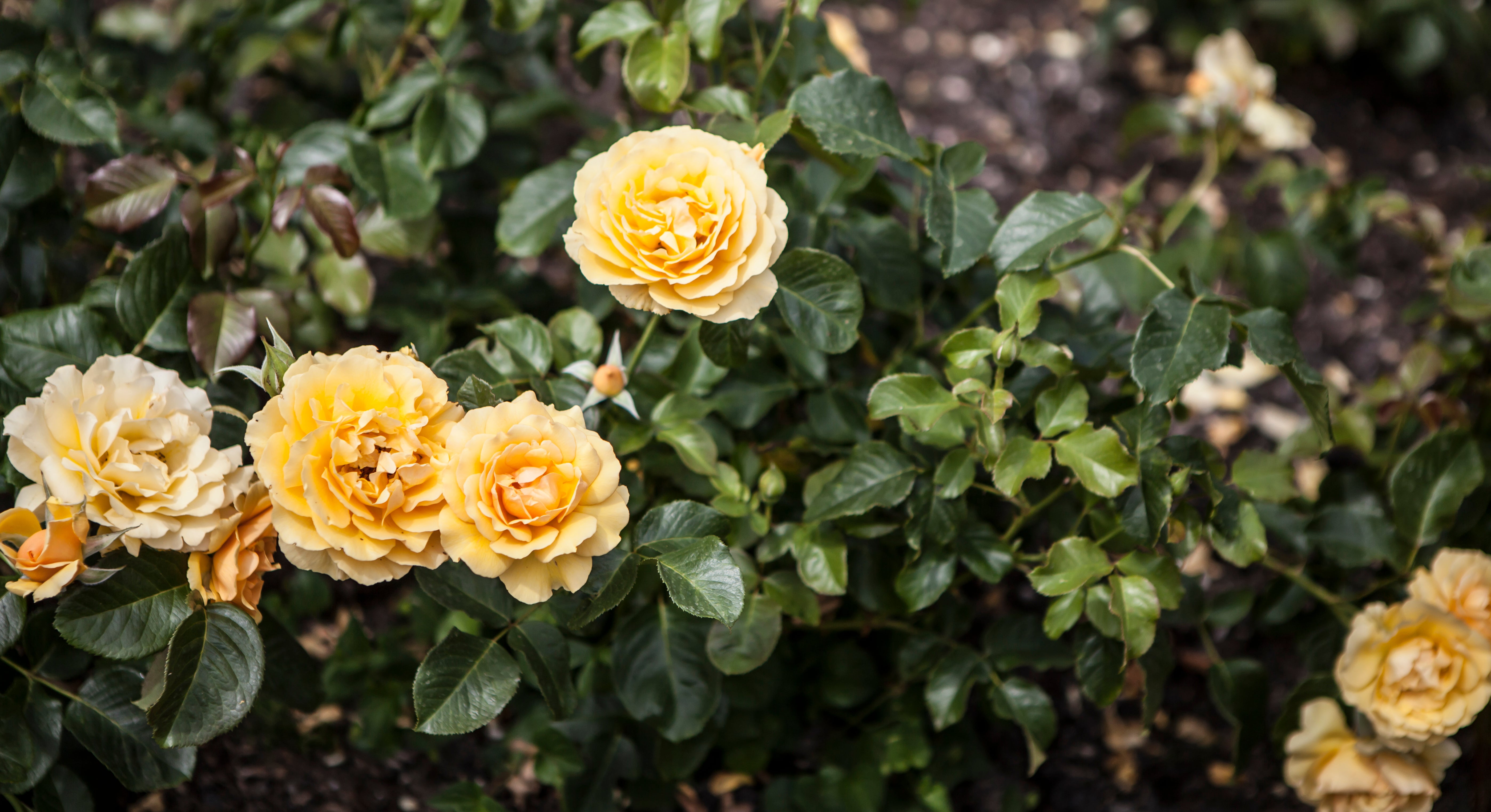 Rosa AMBER QUEEN