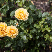 Rosa AMBER QUEEN