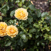 Rosa AMBER QUEEN