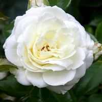 Rosa CLAUS DALBY