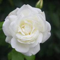 Rosa CLAUS DALBY