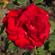 Rosa COURAGE