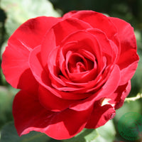 Rosa COURAGE
