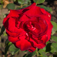 Rosa COURAGE