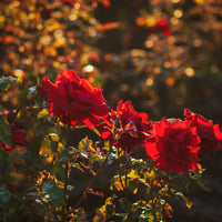 Rosa COURAGE