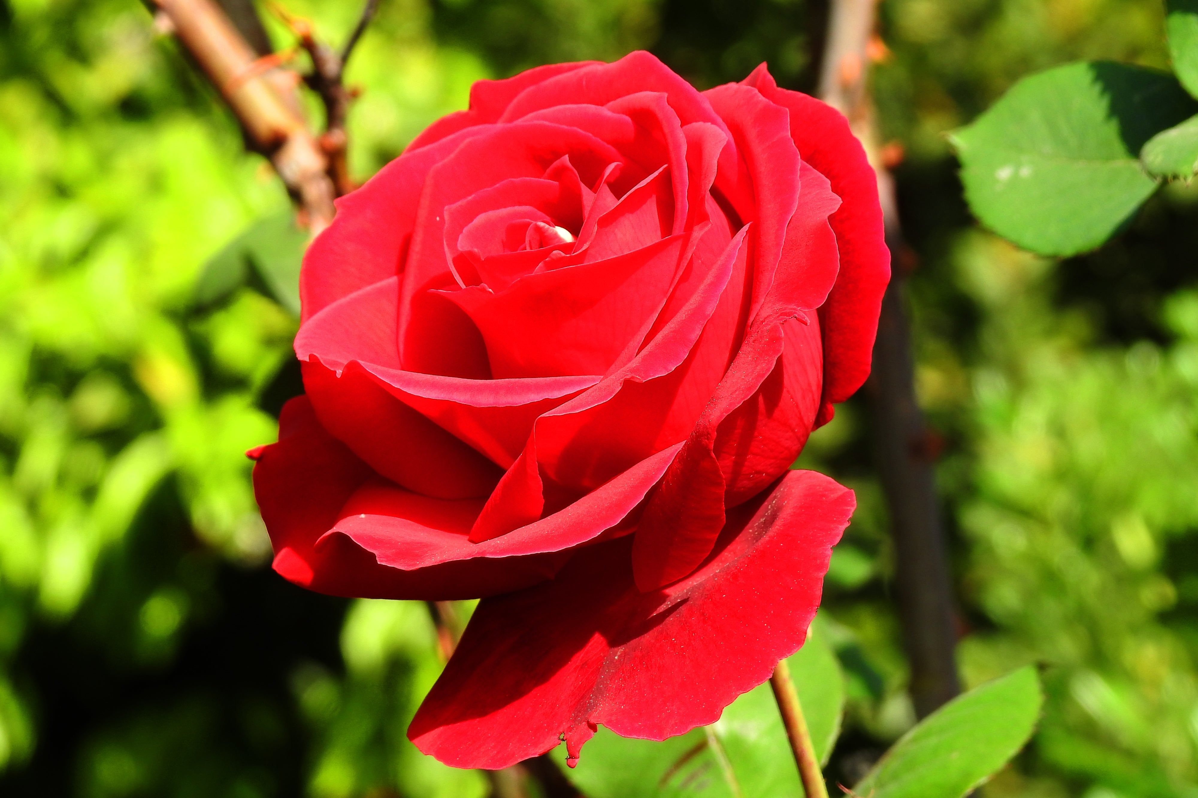 Rosa COURAGE