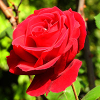 Rosa COURAGE