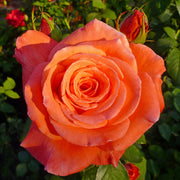 Rosa DRONNING INGRID