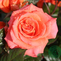 Rosa DRONNING INGRID