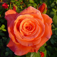 Rosa DRONNING INGRID