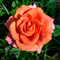 Rosa DRONNING INGRID