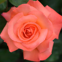 Rosa DRONNING INGRID