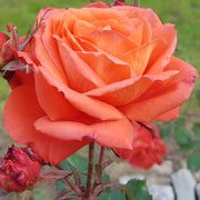 Rosa DRONNING INGRID