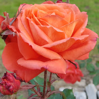Rosa DRONNING INGRID