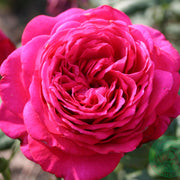 Rosa JOHANN WOLFGANG VON GOETHE ROSE
