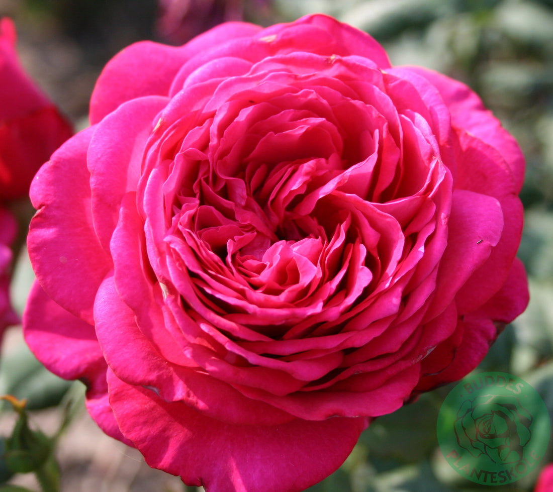 Rosa JOHANN WOLFGANG VON GOETHE ROSE