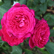 Rosa JOHANN WOLFGANG VON GOETHE ROSE
