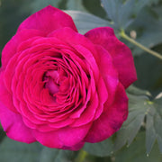 Rosa JOHANN WOLFGANG VON GOETHE ROSE
