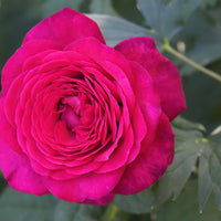 Rosa JOHANN WOLFGANG VON GOETHE ROSE