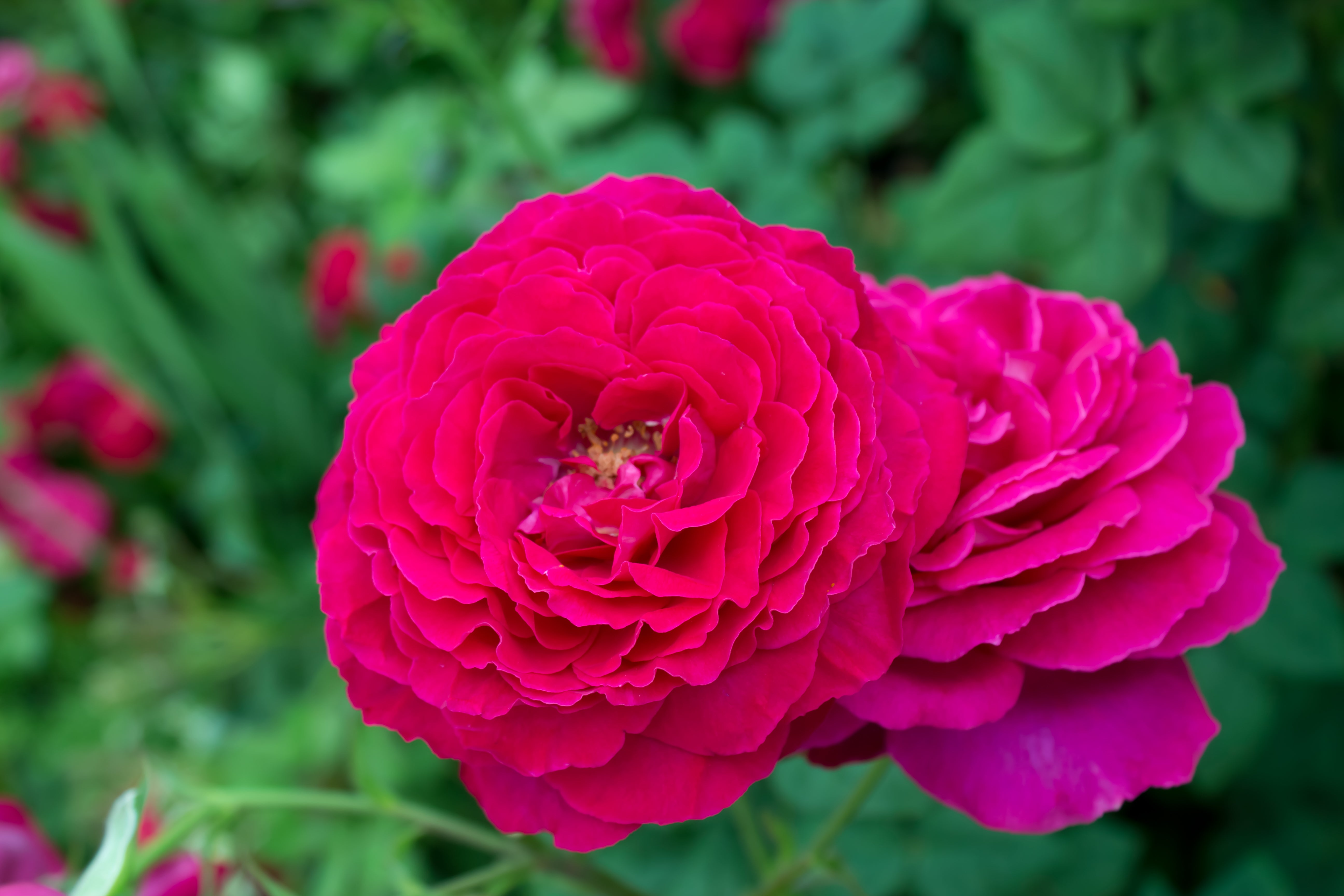 Rosa JOHANN WOLFGANG VON GOETHE ROSE