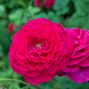 Rosa JOHANN WOLFGANG VON GOETHE ROSE